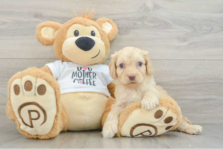 Cockapoo Pup Being Cute