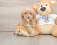 7 week old Cockapoo Puppy For Sale - Florida Fur Babies