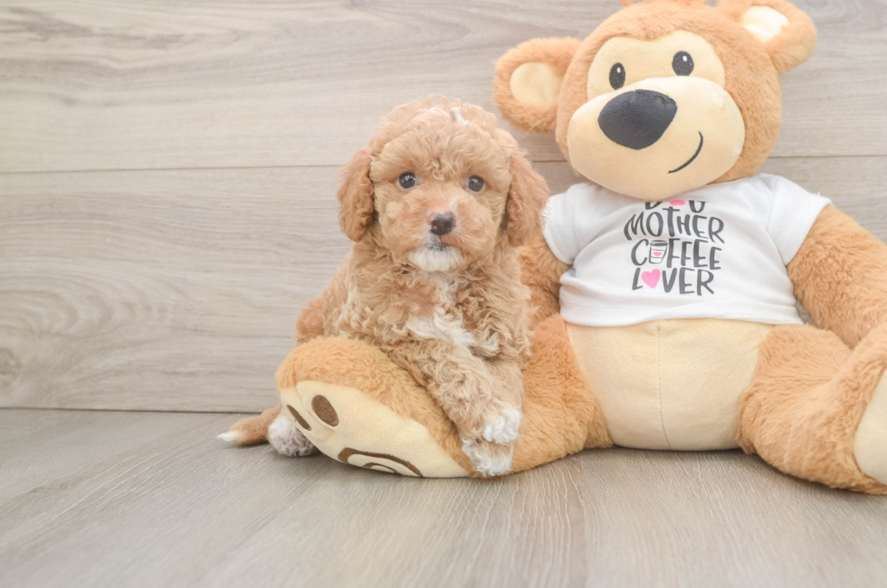 5 week old Cockapoo Puppy For Sale - Florida Fur Babies