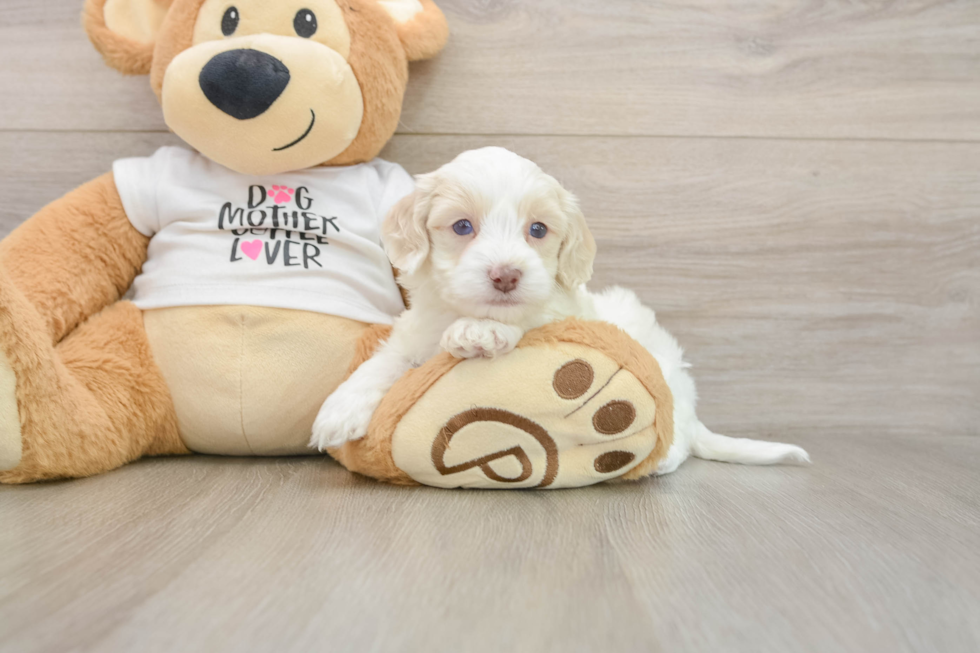 Petite Cockapoo Poodle Mix Pup