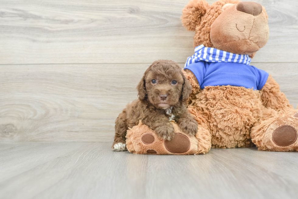 Small Cockapoo Baby