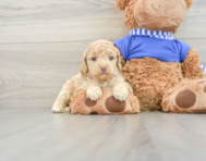 6 week old Cockapoo Puppy For Sale - Florida Fur Babies