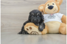 Fluffy Cockapoo Poodle Mix Pup