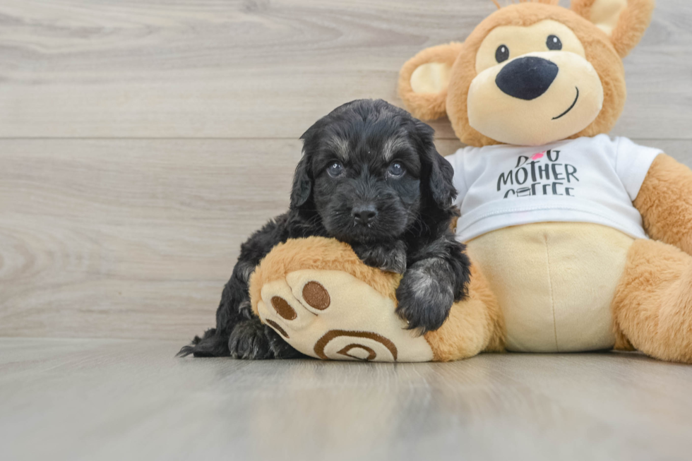 Fluffy Cockapoo Poodle Mix Pup