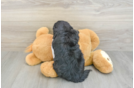 Cockapoo Puppy for Adoption