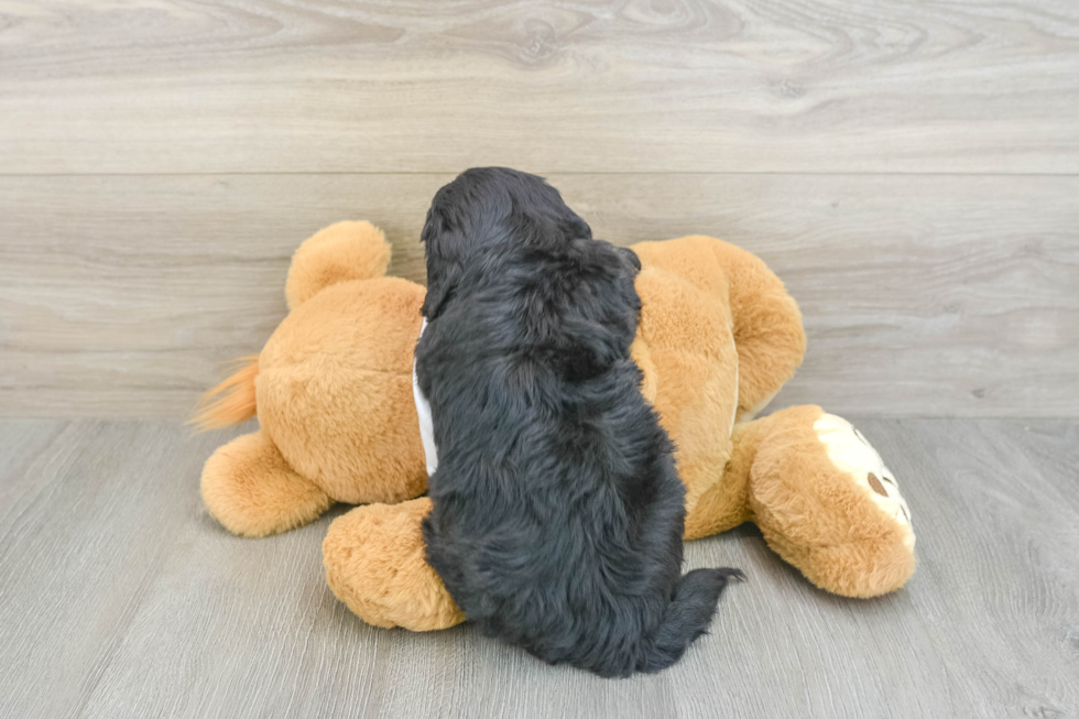 Cockapoo Puppy for Adoption