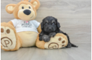 Cockapoo Pup Being Cute