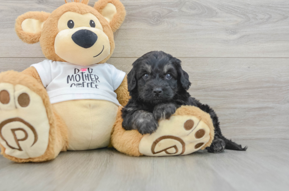 5 week old Cockapoo Puppy For Sale - Florida Fur Babies