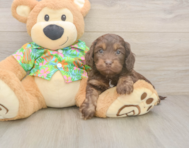 5 week old Cockapoo Puppy For Sale - Florida Fur Babies