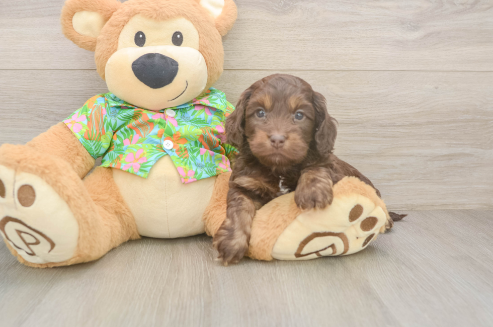 5 week old Cockapoo Puppy For Sale - Florida Fur Babies
