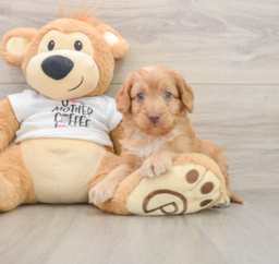 8 week old Cockapoo Puppy For Sale - Florida Fur Babies