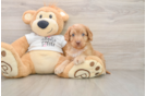 Cockapoo Pup Being Cute