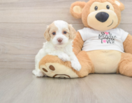 7 week old Cockapoo Puppy For Sale - Florida Fur Babies