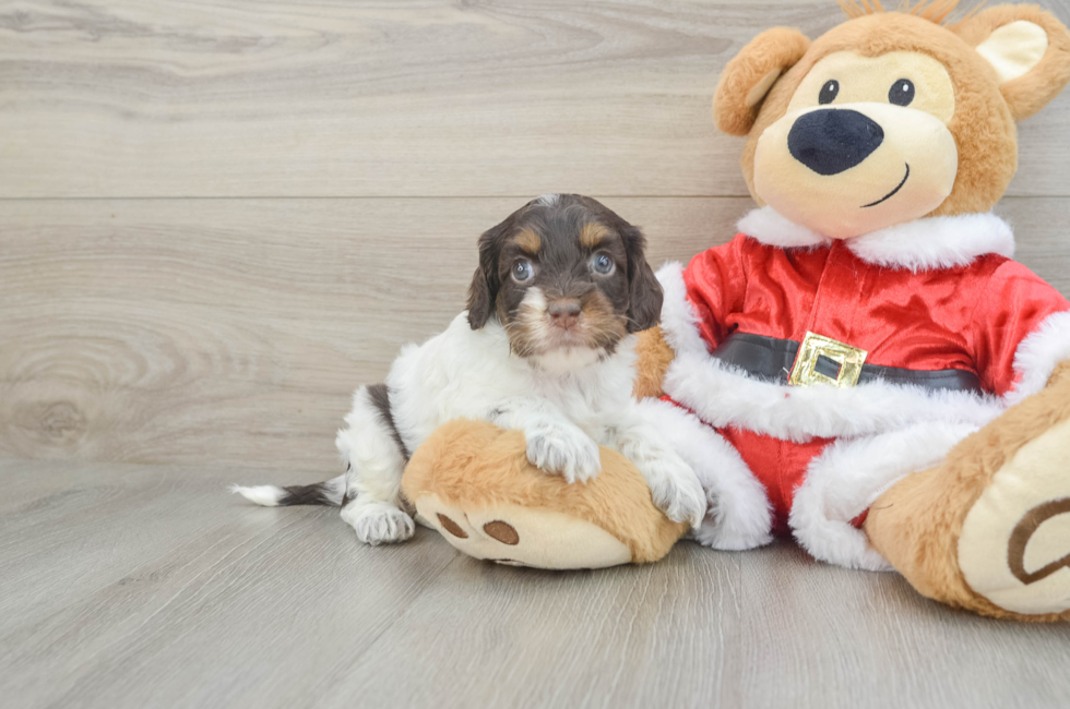 5 week old Cockapoo Puppy For Sale - Florida Fur Babies