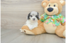 Best Cockapoo Baby