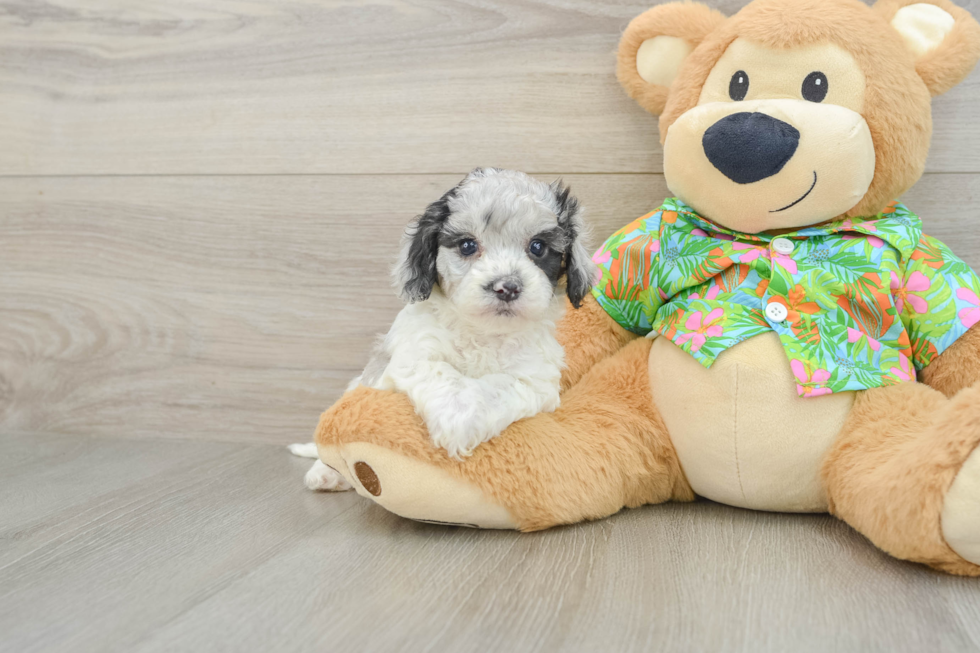 Best Cockapoo Baby