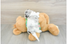Cockapoo Puppy for Adoption