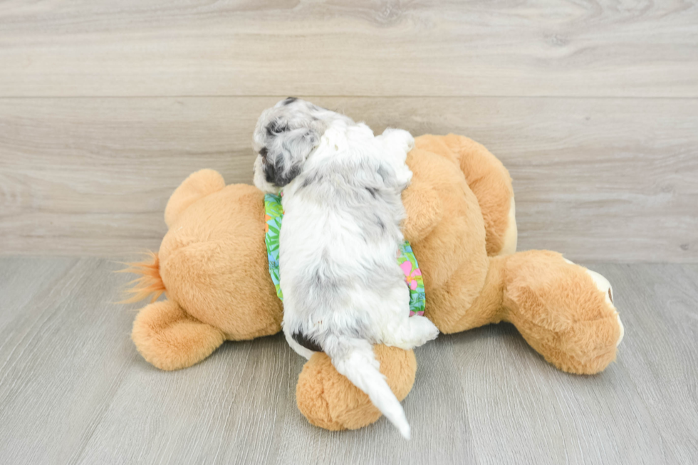 Cockapoo Puppy for Adoption