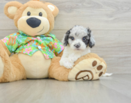 6 week old Cockapoo Puppy For Sale - Florida Fur Babies