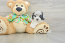 Cockapoo Puppy for Adoption