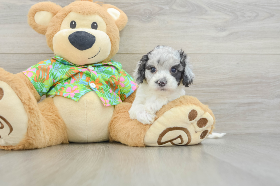 5 week old Cockapoo Puppy For Sale - Florida Fur Babies