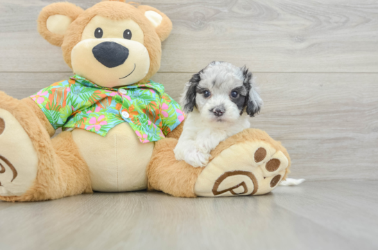 Cockapoo Puppy for Adoption