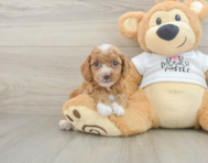 8 week old Cockapoo Puppy For Sale - Florida Fur Babies