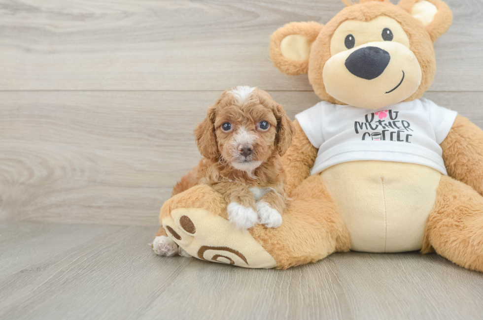 5 week old Cockapoo Puppy For Sale - Florida Fur Babies