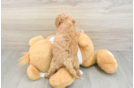 Best Cockapoo Baby