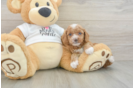 Cockapoo Pup Being Cute