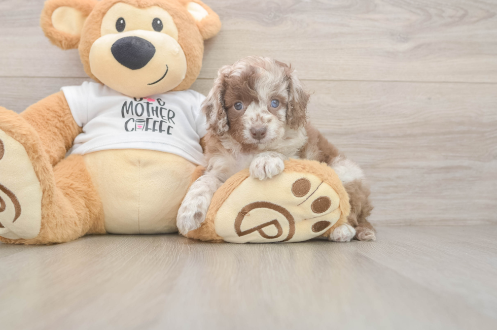 5 week old Cockapoo Puppy For Sale - Florida Fur Babies