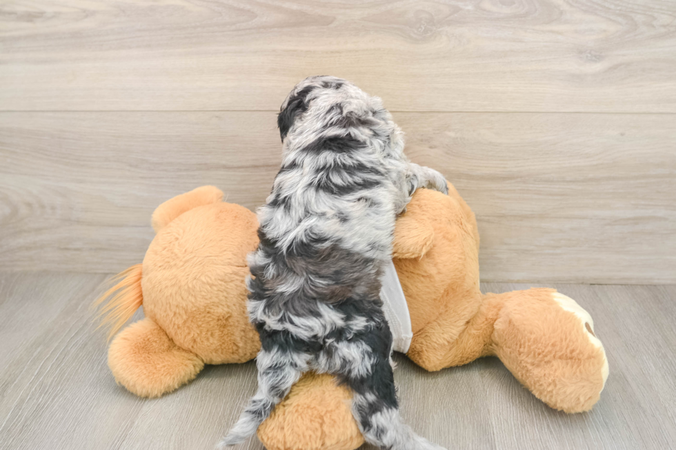 Funny Cockapoo Poodle Mix Pup