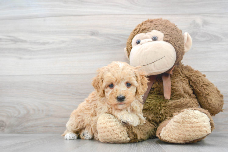 Sweet Cockapoo Baby