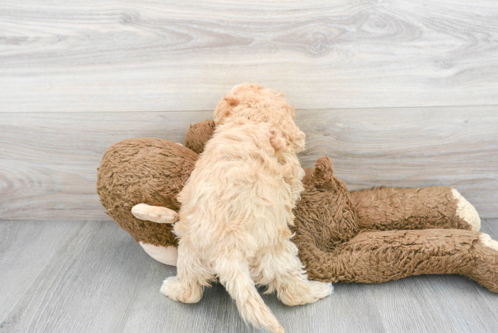 Cockapoo Pup Being Cute