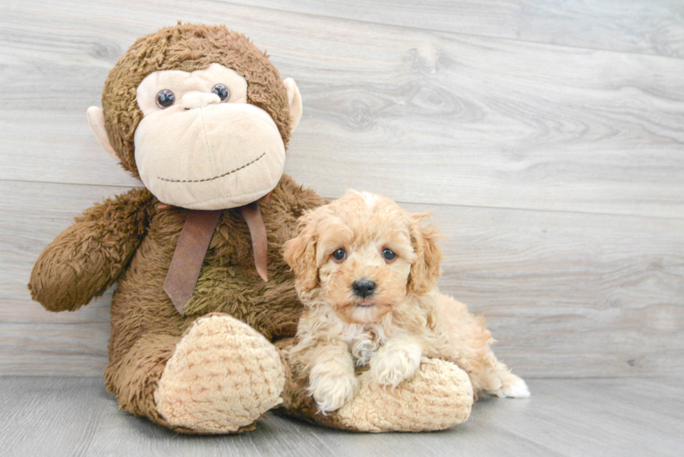 Funny Cockapoo Poodle Mix Pup