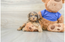 Best Cockapoo Baby