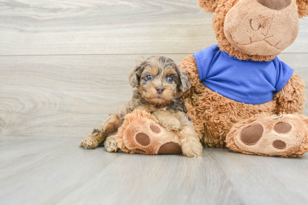 Best Cockapoo Baby