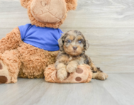 10 week old Cockapoo Puppy For Sale - Florida Fur Babies