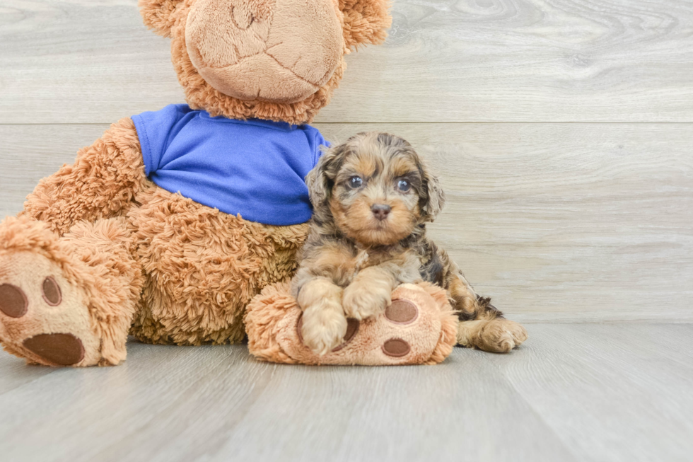 Sweet Cockapoo Baby