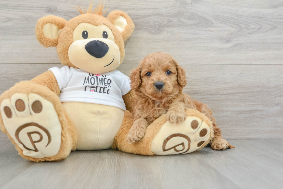 Best Cockapoo Baby