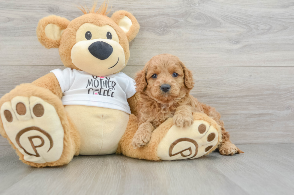 5 week old Cockapoo Puppy For Sale - Florida Fur Babies