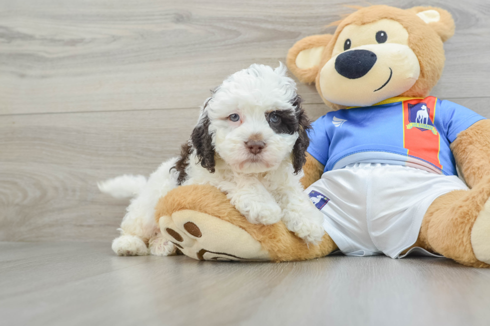 Friendly Cockapoo Baby