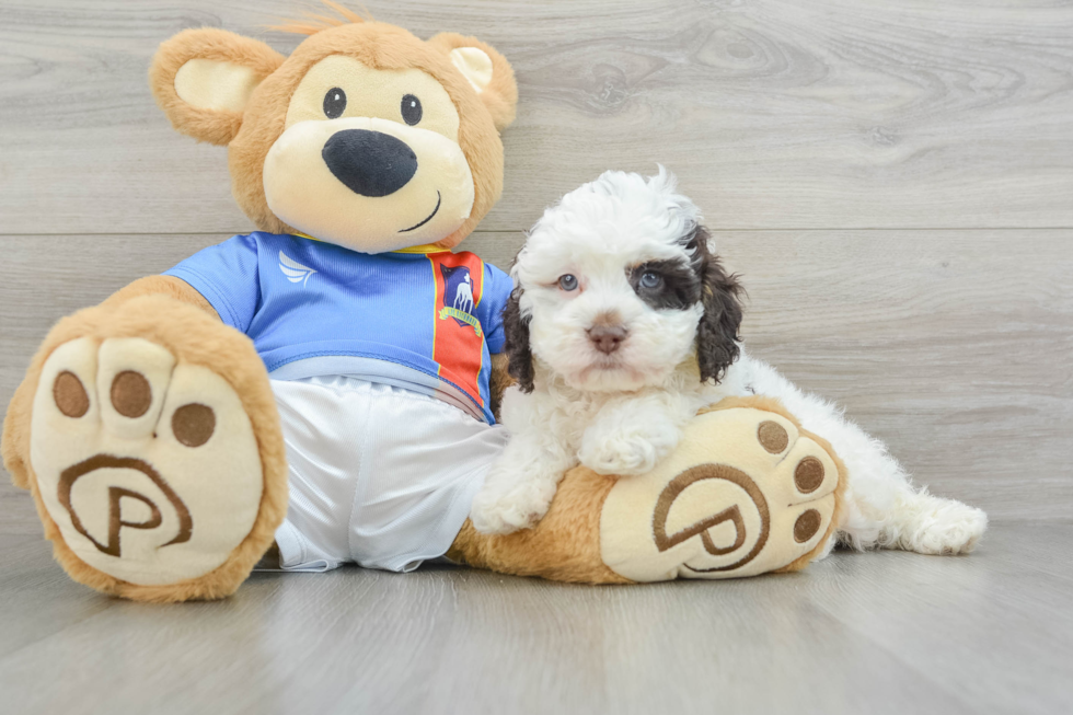 Sweet Cockapoo Baby