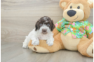 Friendly Cockapoo Baby