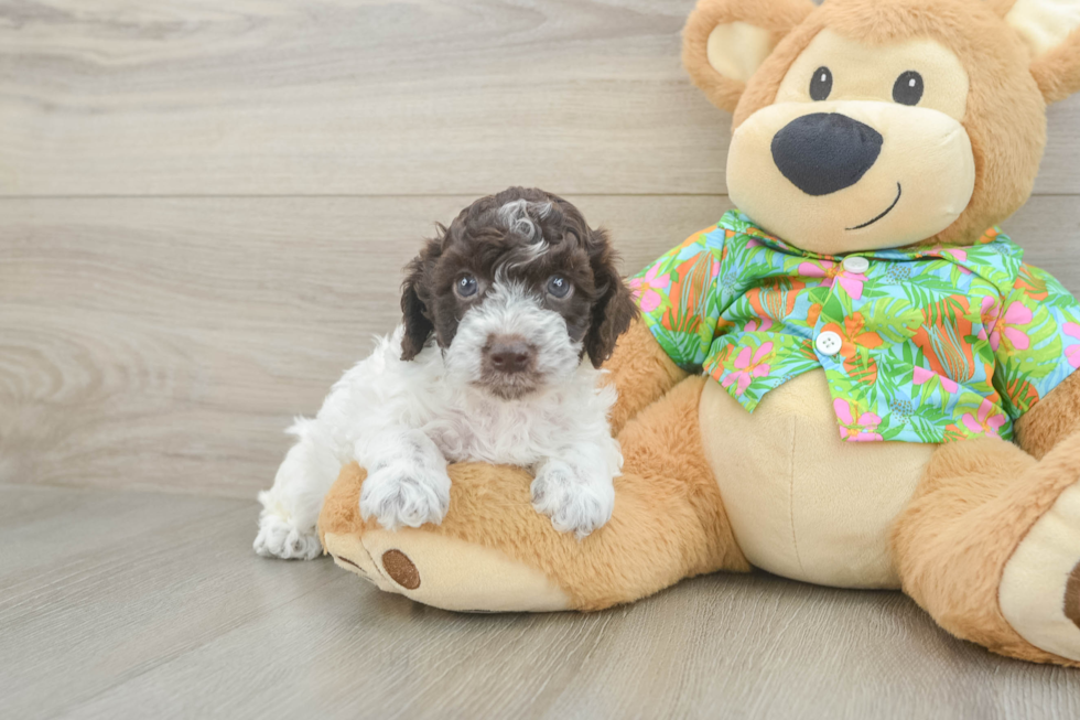 Friendly Cockapoo Baby