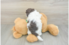 Popular Cockapoo Poodle Mix Pup