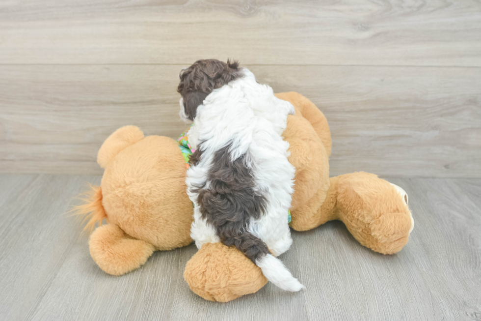 Popular Cockapoo Poodle Mix Pup