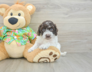 6 week old Cockapoo Puppy For Sale - Florida Fur Babies