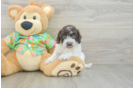 Best Cockapoo Baby