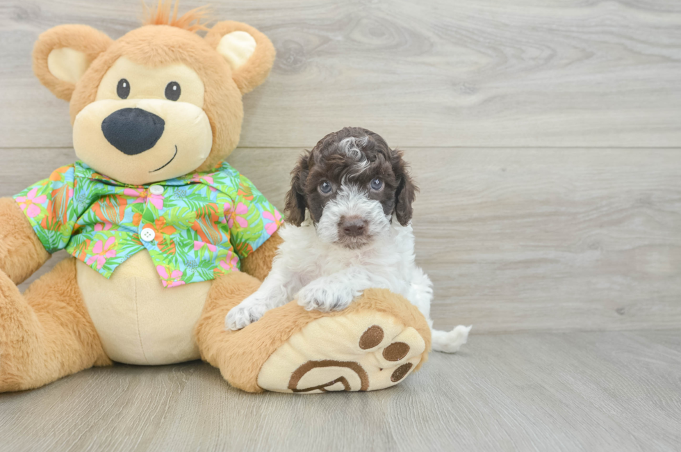5 week old Cockapoo Puppy For Sale - Florida Fur Babies